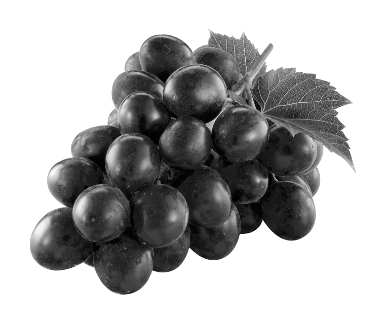 Grape illustration